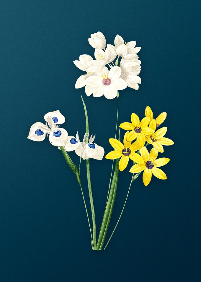 Corn Lily on Teal