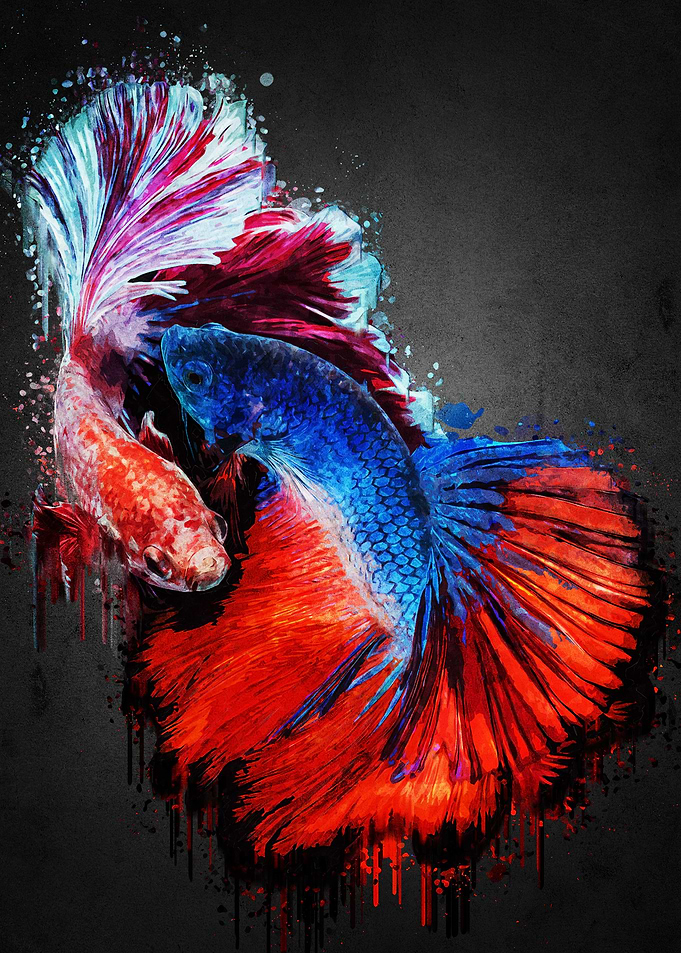Mating Betta Fish