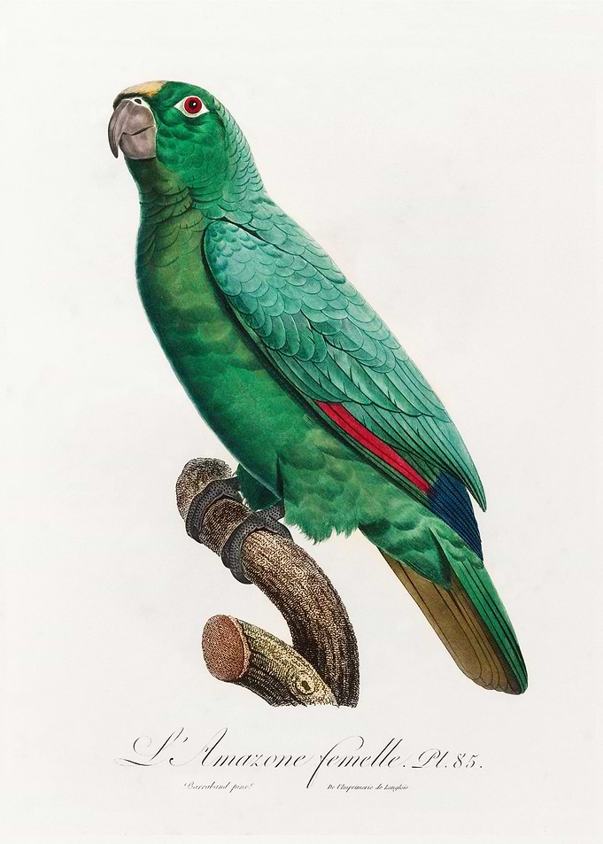 Yellow crowned amazon