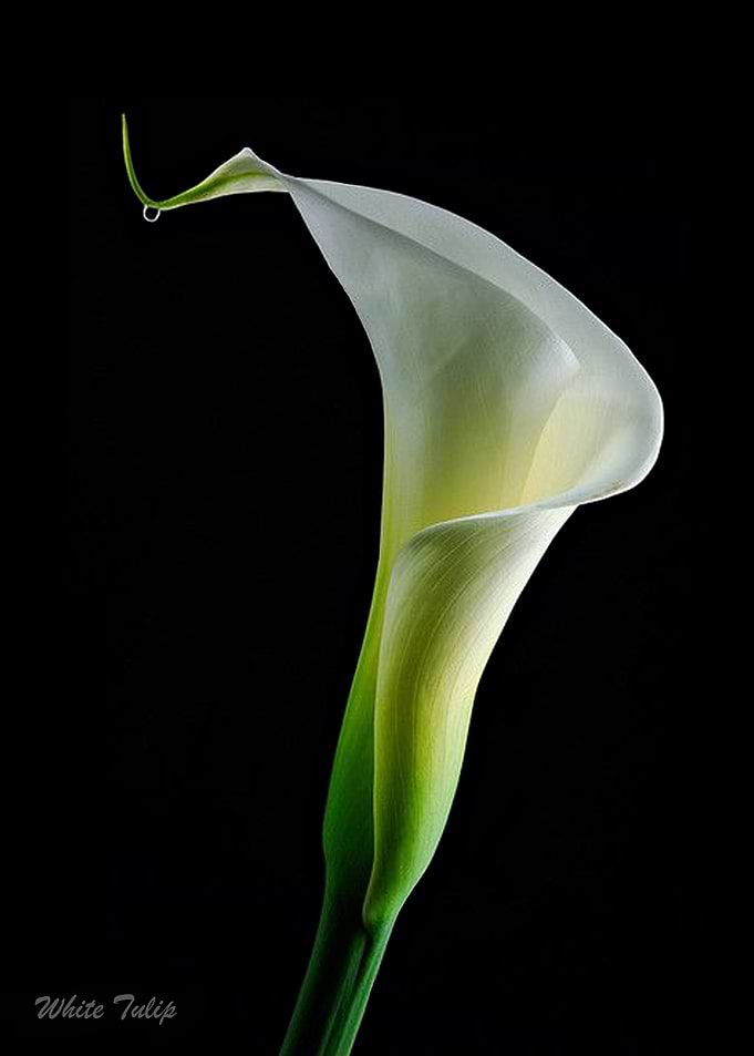 White Tulip