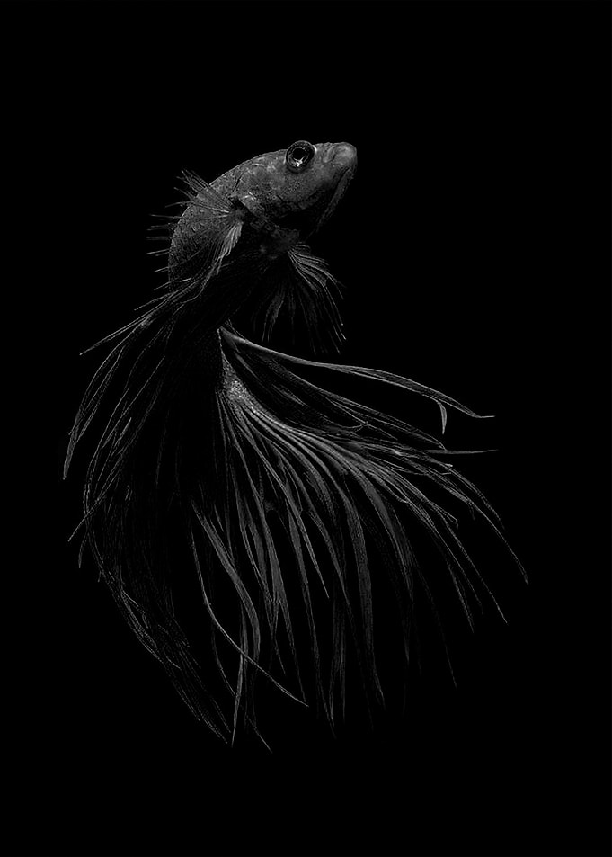BnW Betta