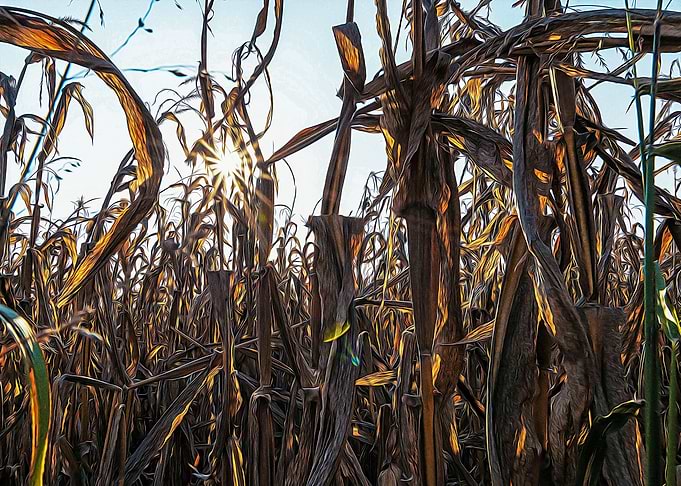 Corn field at sunset