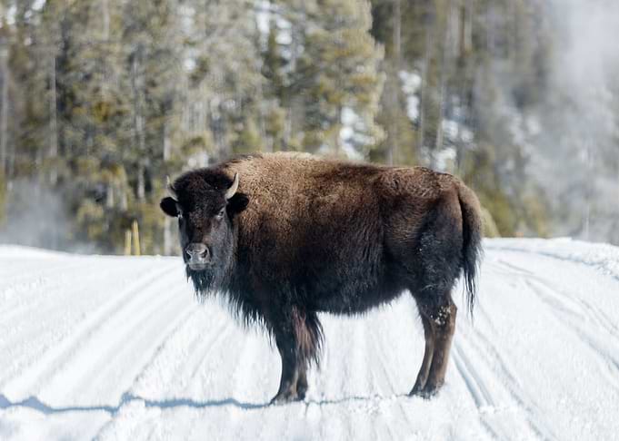 American bison