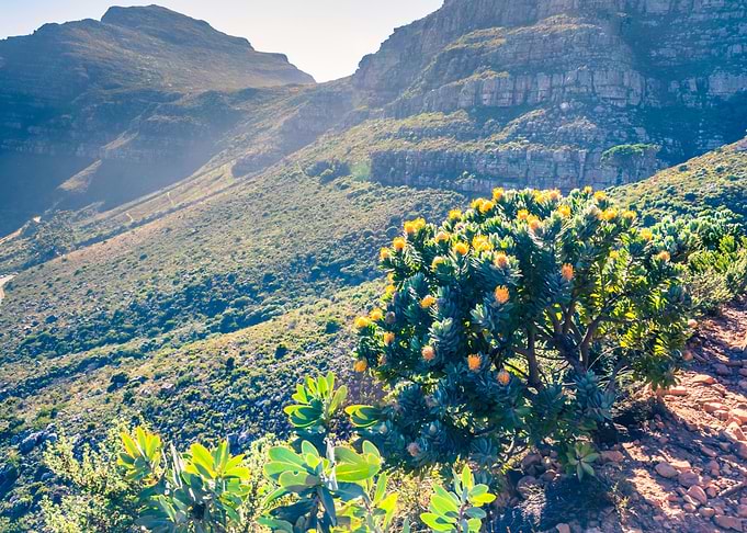 Yellow protea flower