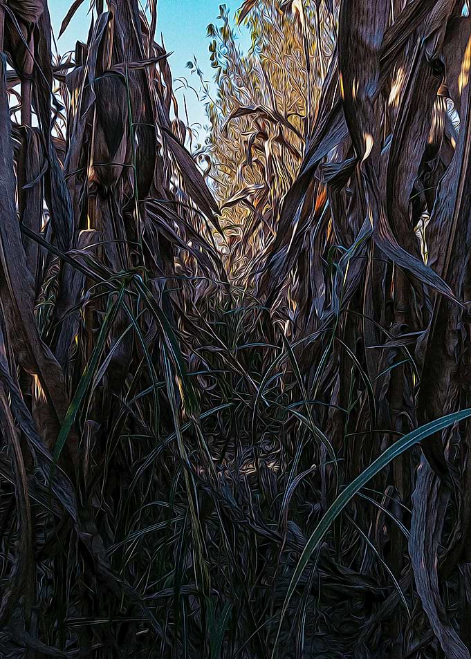 Corn field at sunset