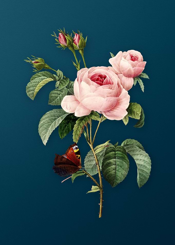 Provence Rose on Teal