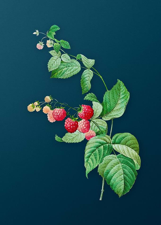 Red Berries on Teal