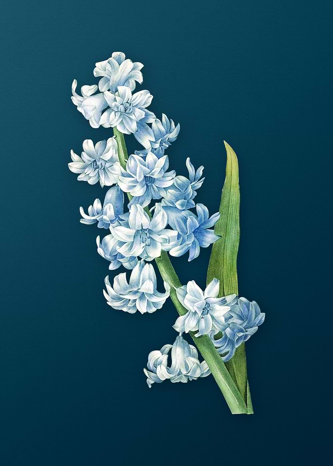 Oriental Hyacinth on Teal