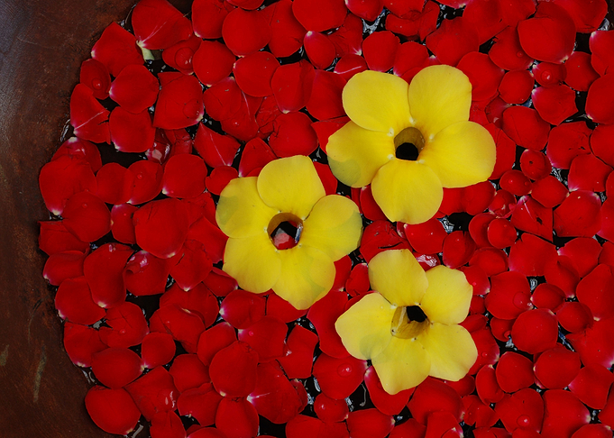 Petals