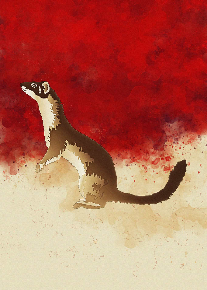 Ferrets