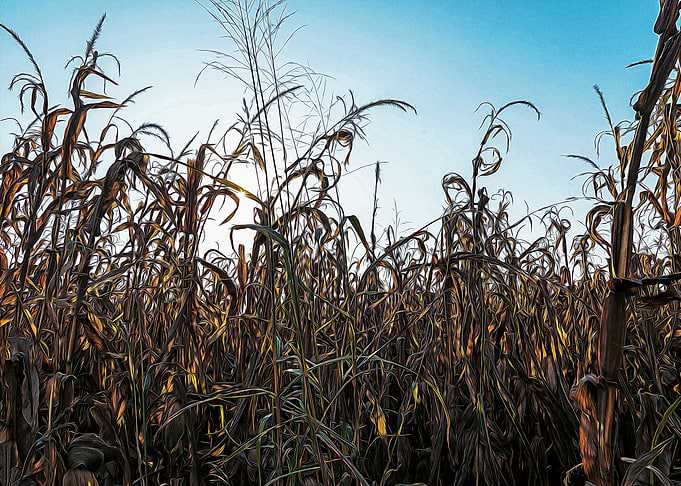 Corn field at sunset