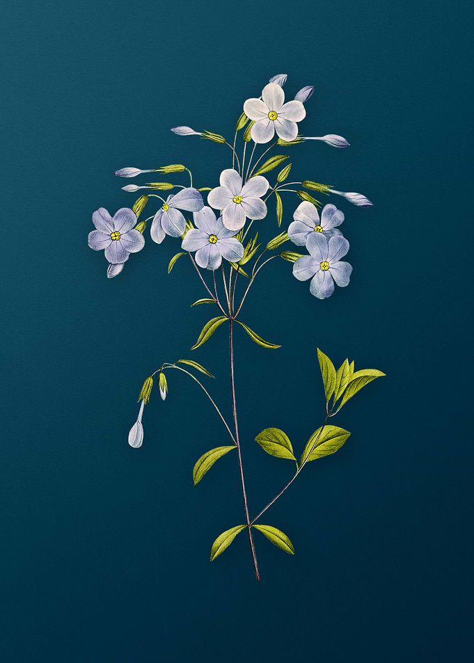 Phlox on Teal