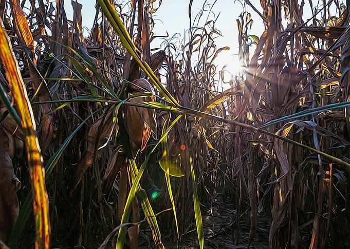 Corn field at sunset