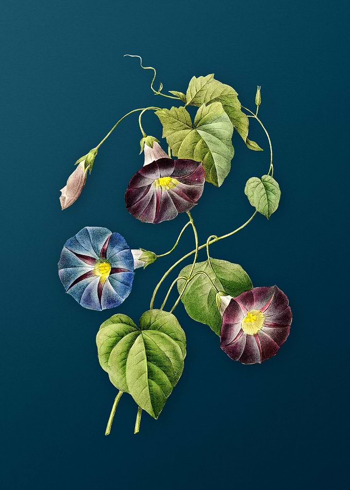 Morning Glory