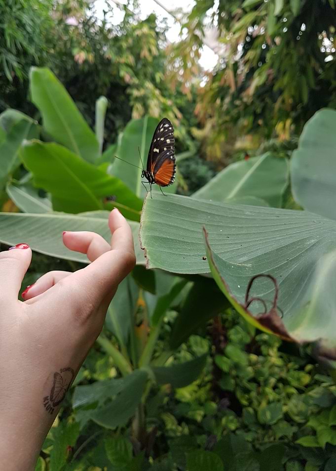 Buterfly Nature