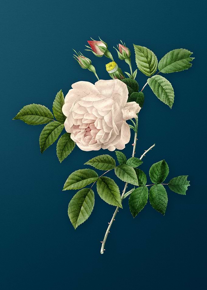 Rosa Indica on Teal