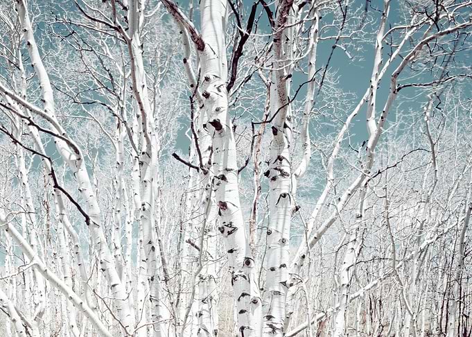 Birch trees