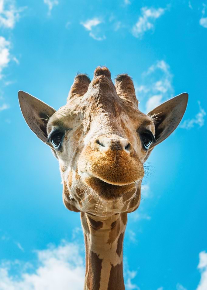 giraffe