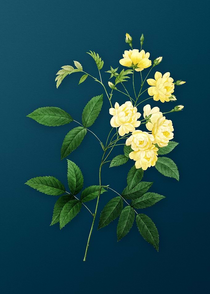 Lady Banks Rose