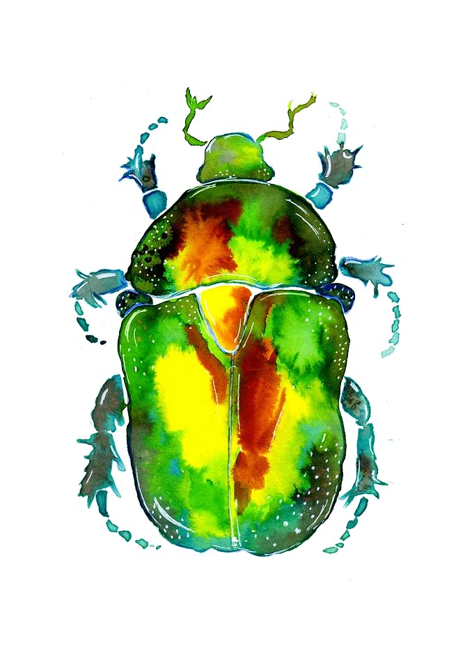 Green Rose Chafer