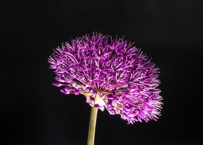 Black Alium