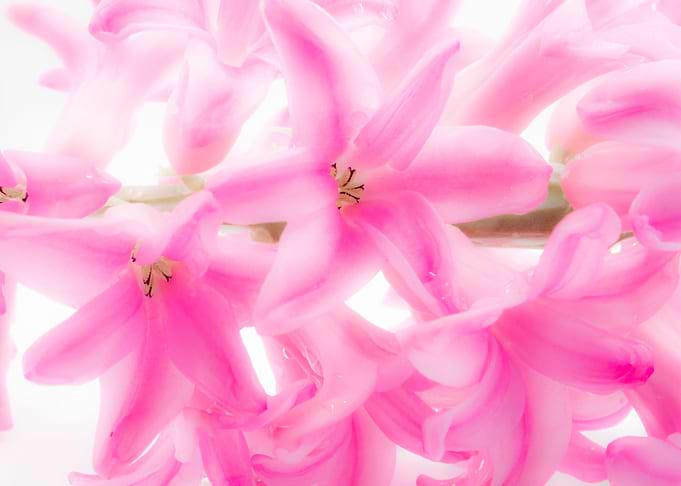 Dreamy Hyacinth