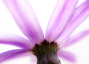 Purple Dream
