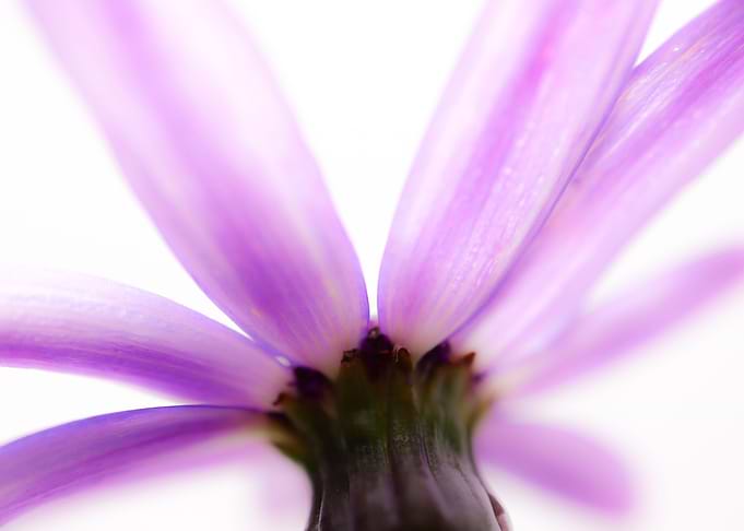 Purple Dream