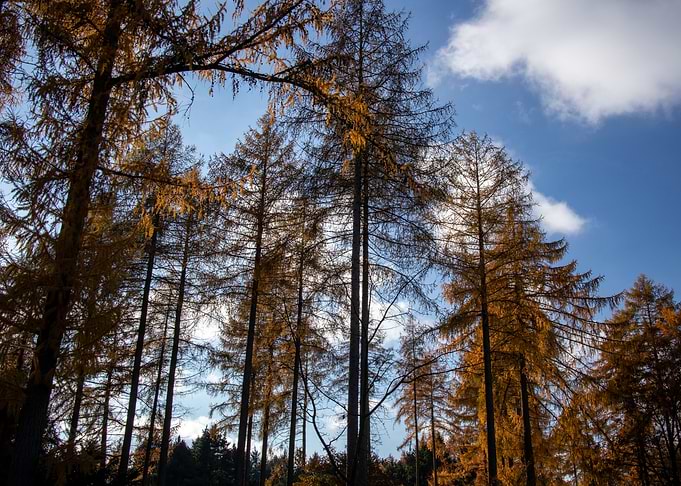 Treeline