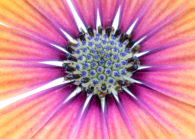 Flower Power