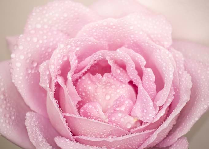 Pink Rose