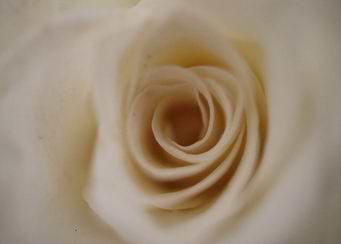 White Rose