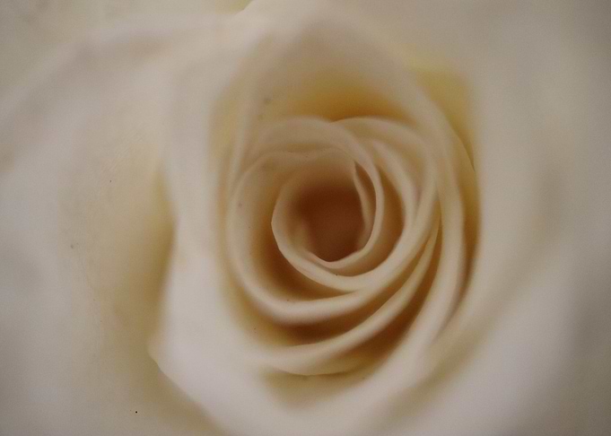 White Rose