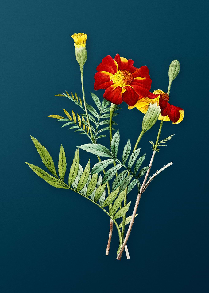 Mexican Marigold