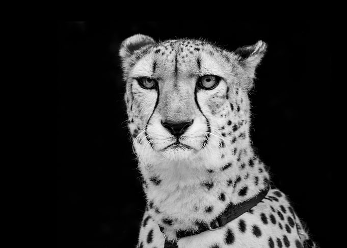 Cheetah