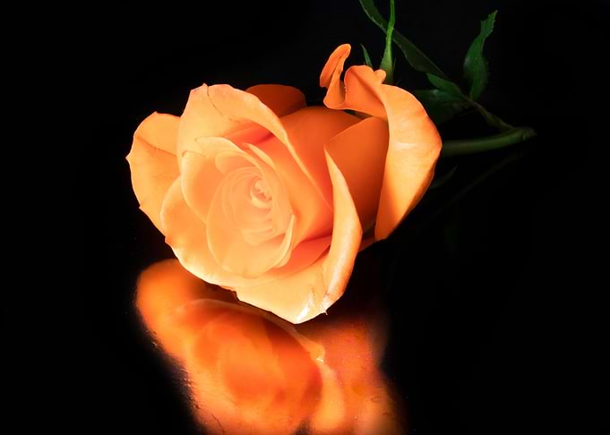 Orange Rose