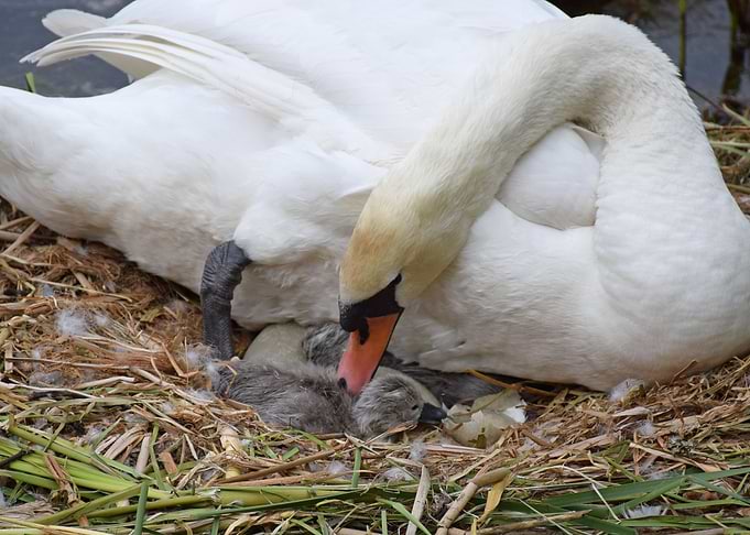 Swan and Cygnets