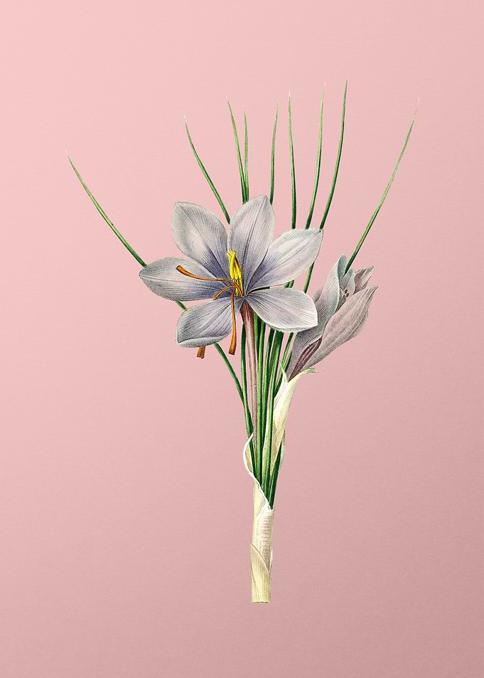 Autumn Crocus on Pink
