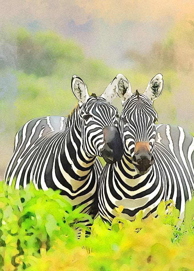 Zebra