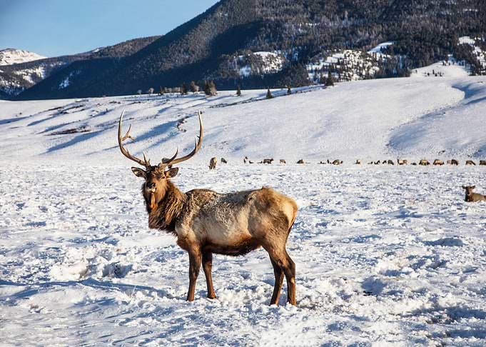 Elk animal
