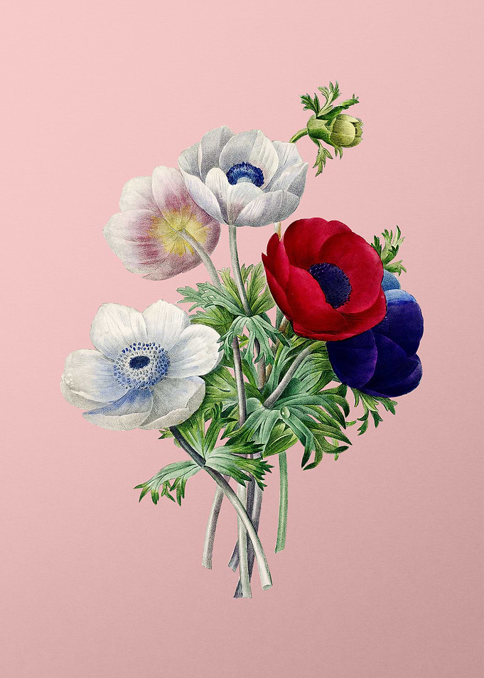 Anemone Simplex on Pink