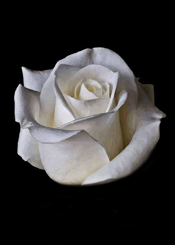 White Rose