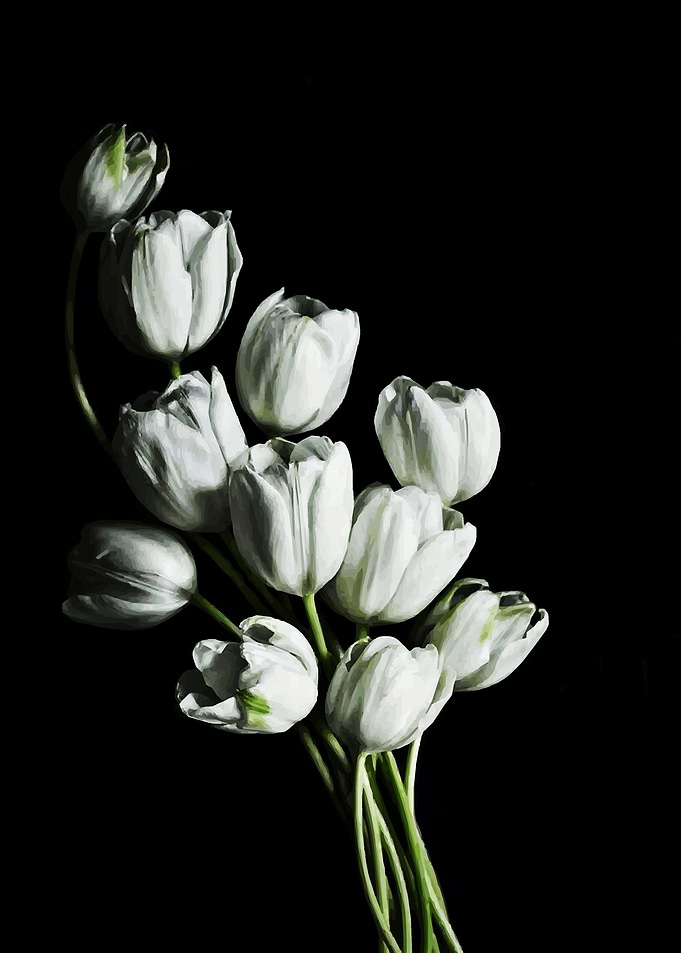 White Rose