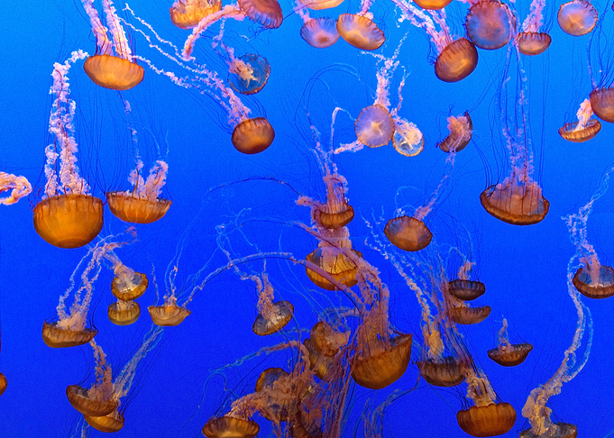 For displaying jellyfish
