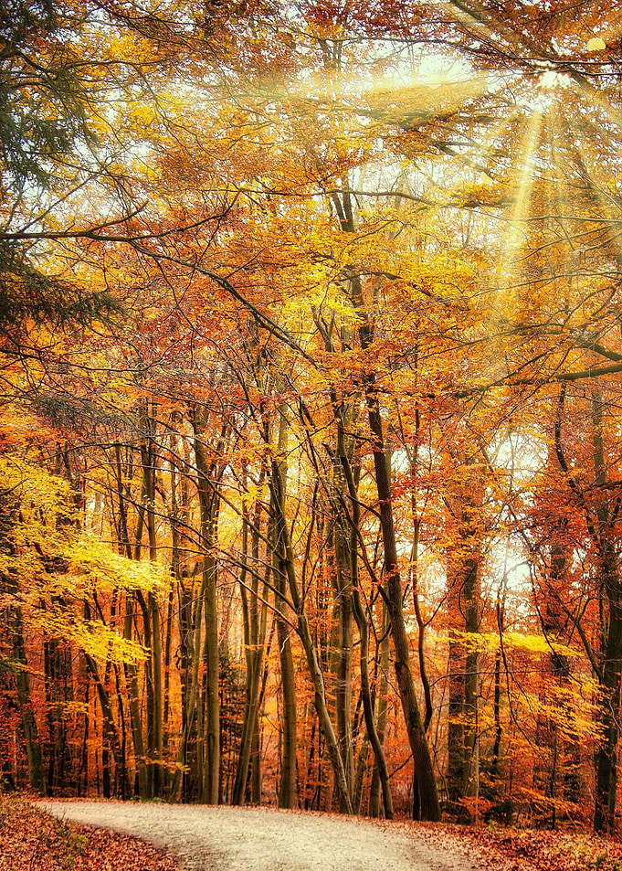 Autumn Forest