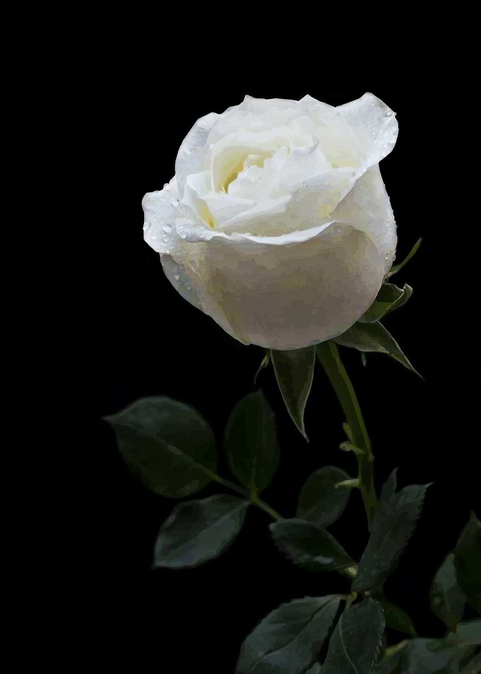 White Rose