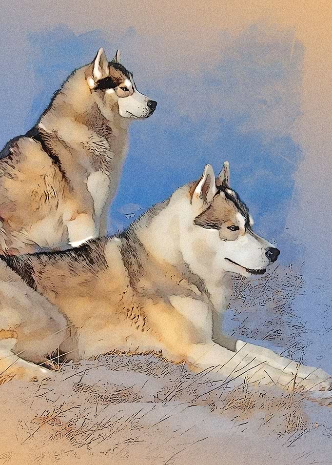 Siberianhusky