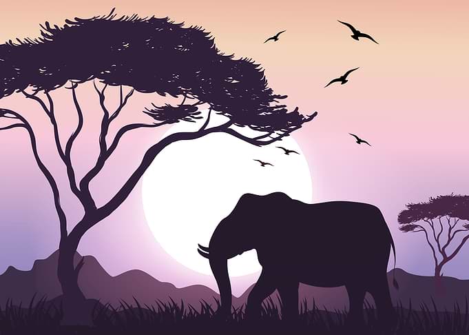Elephant African Savannah