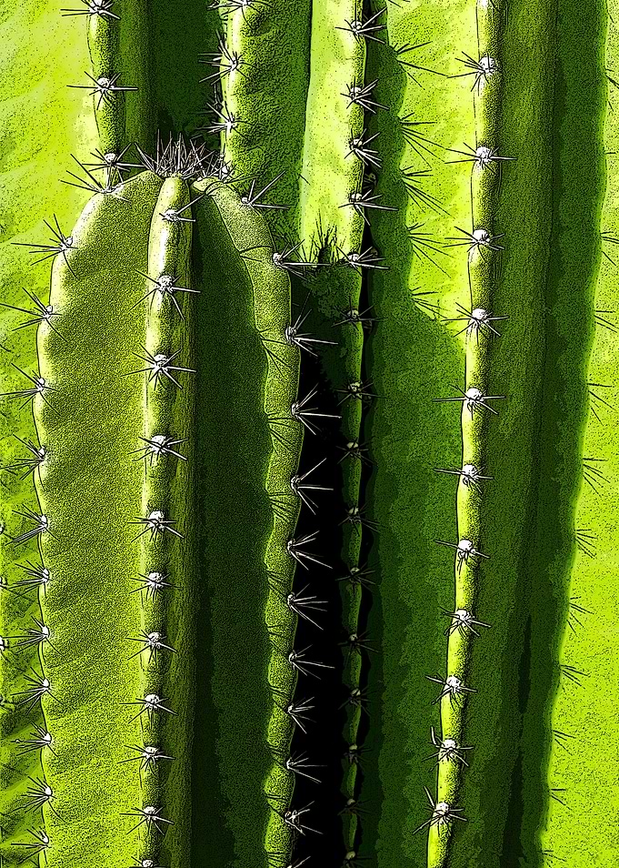 Cereus peruvianus cactus