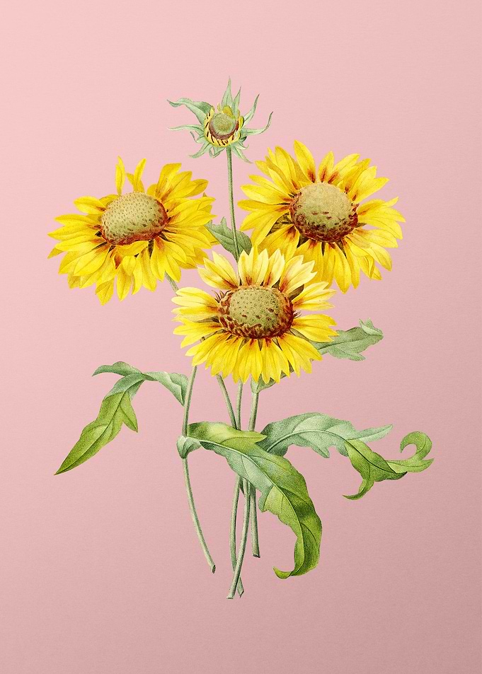 Blanket Flowers on Pink